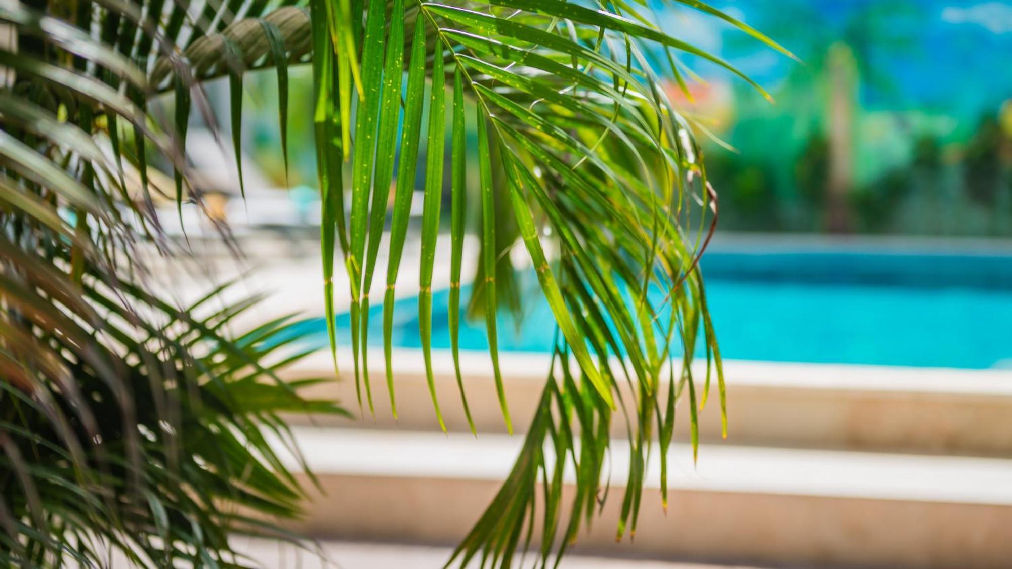 Casita Palma Boutique Resort Кралендейк Екстер'єр фото
